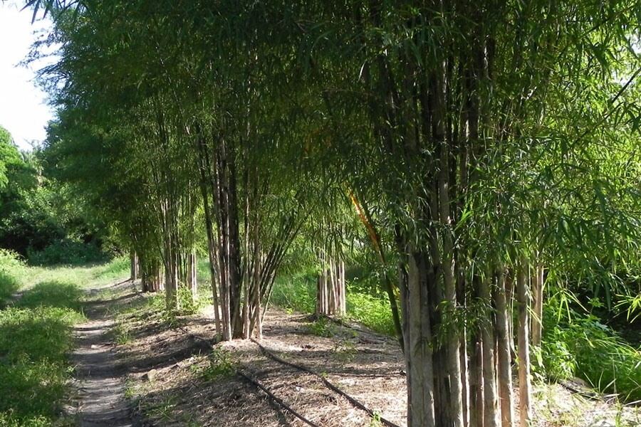 gốc tầm vông( rễ trần.ko bầu đất