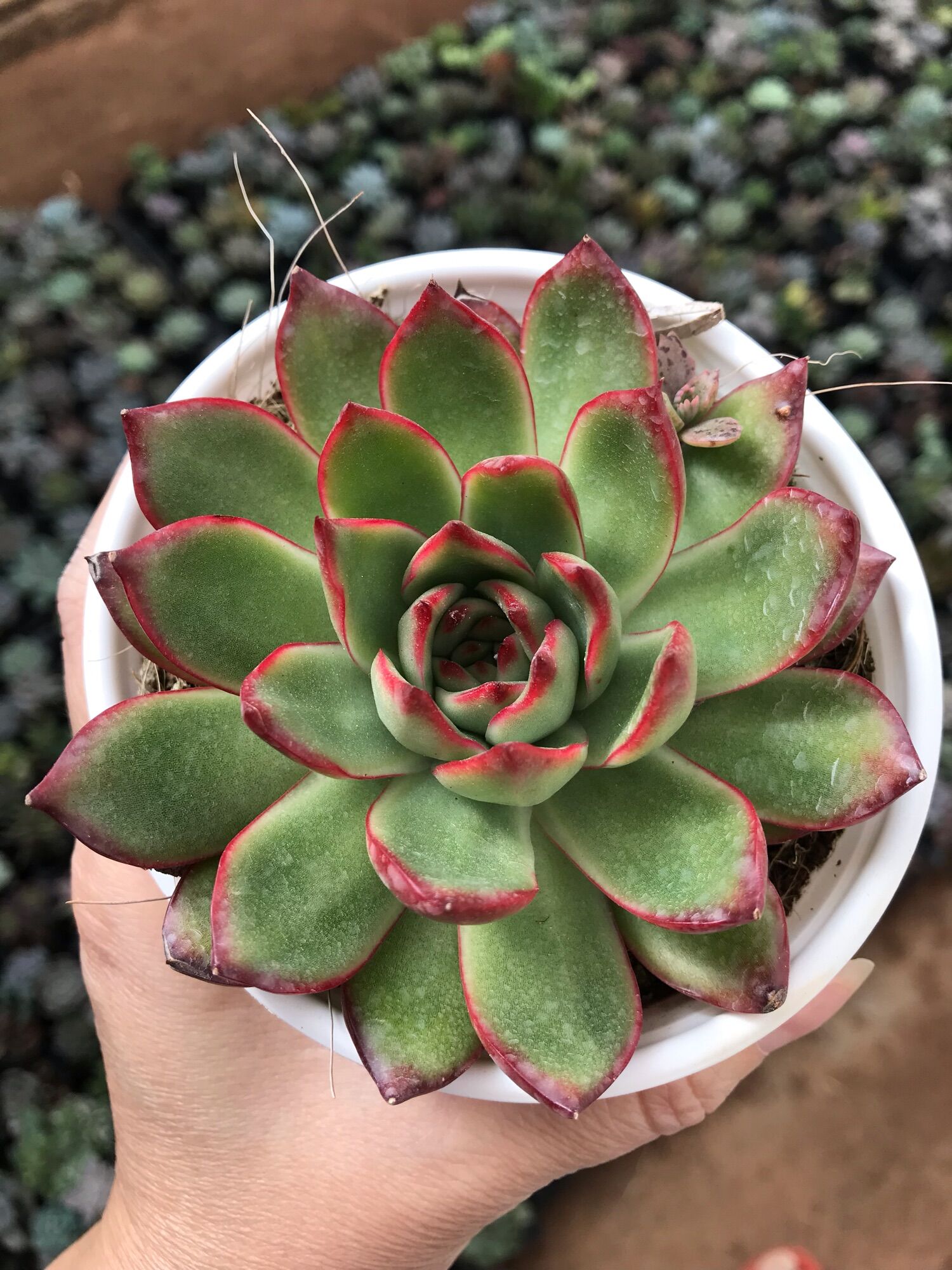 Sen đá viền đỏ cute size trung