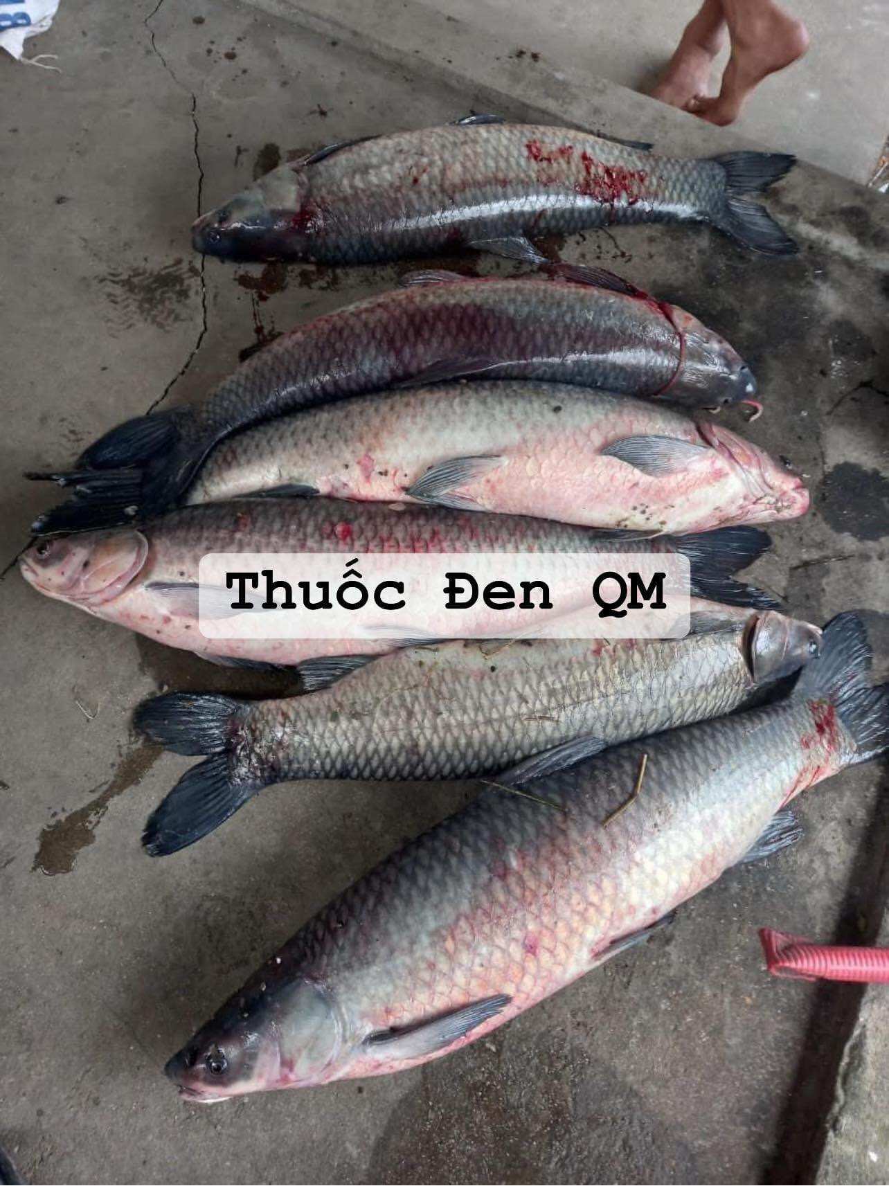 Mồi thuốc bắc ủ ốc câu trắm đen