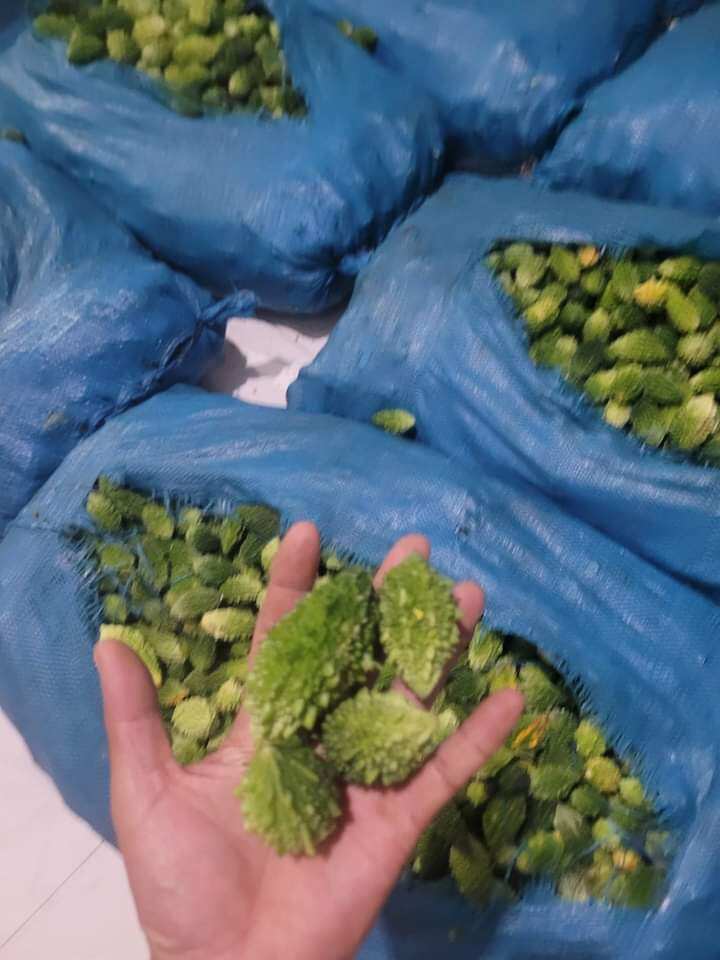 KHỔ QUA RỪNG( MƯỚP ĐẮNG RỪNG) NGUYÊN QUẢ