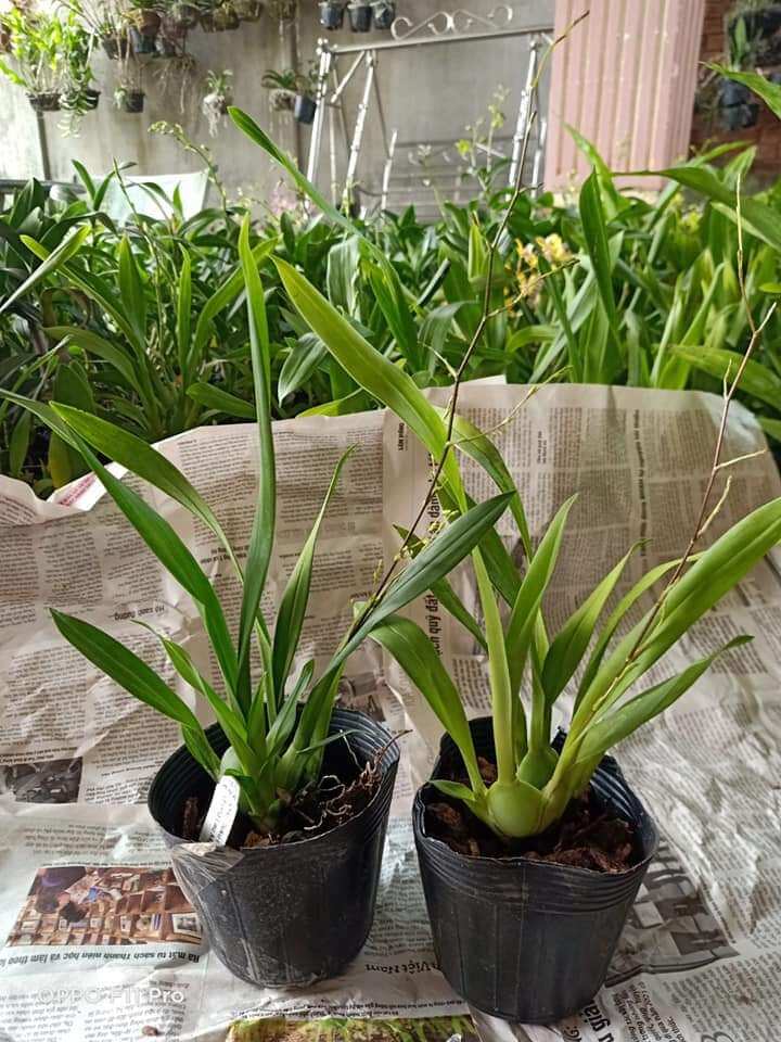 Hoa lan vũ nữ hồng lâu mộng đang nụ hoa