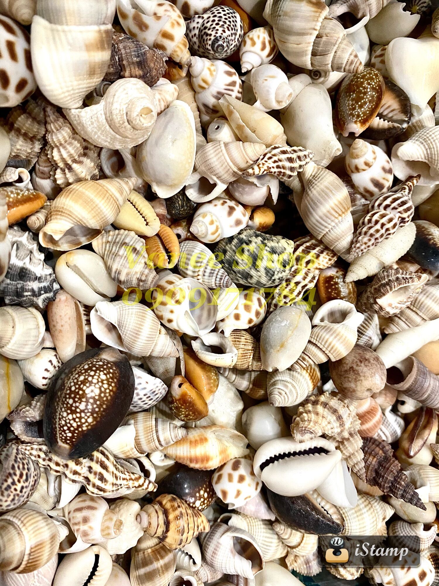 Vỏ ốc mix 100gr