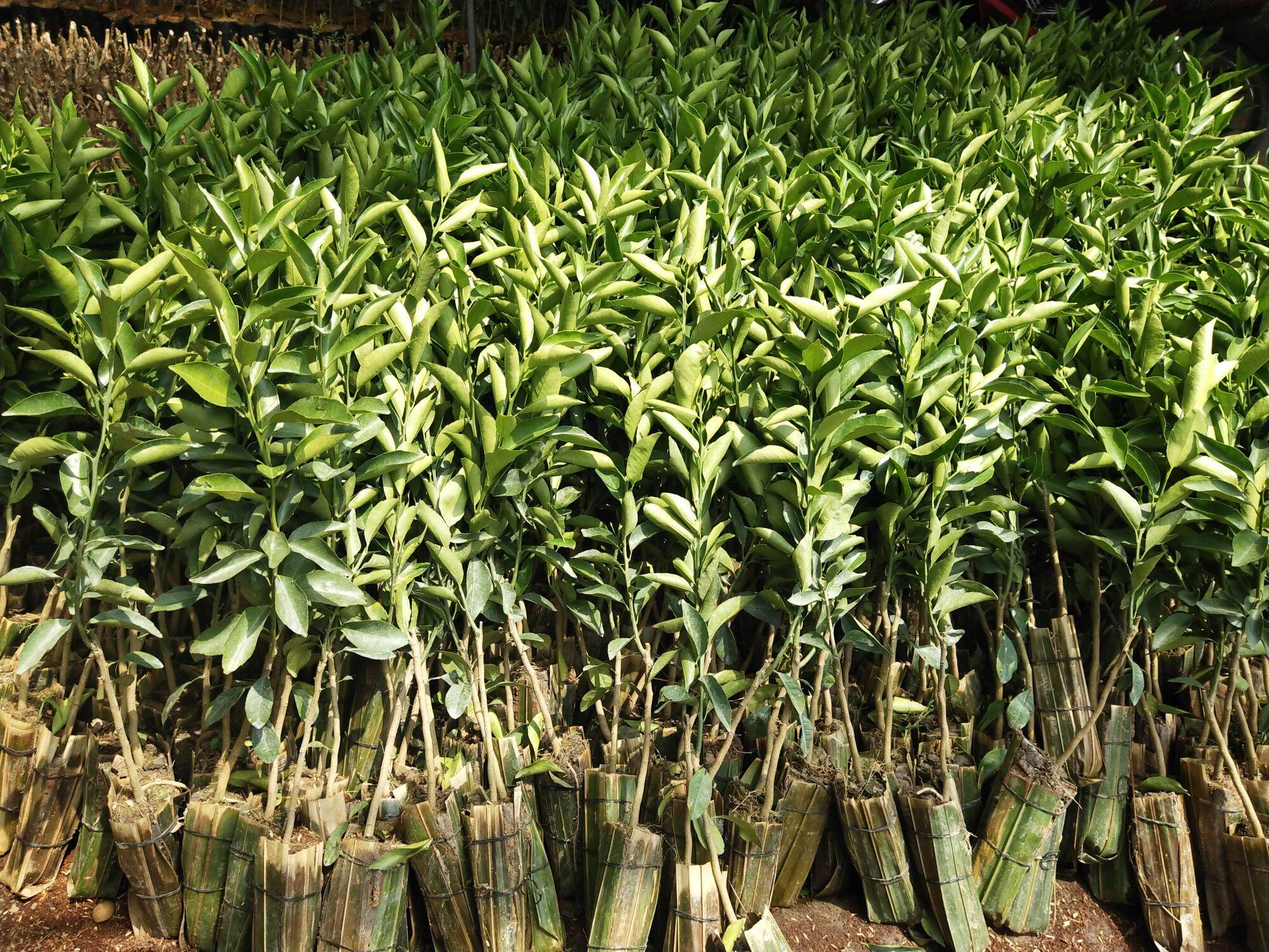 Cây quýt đường