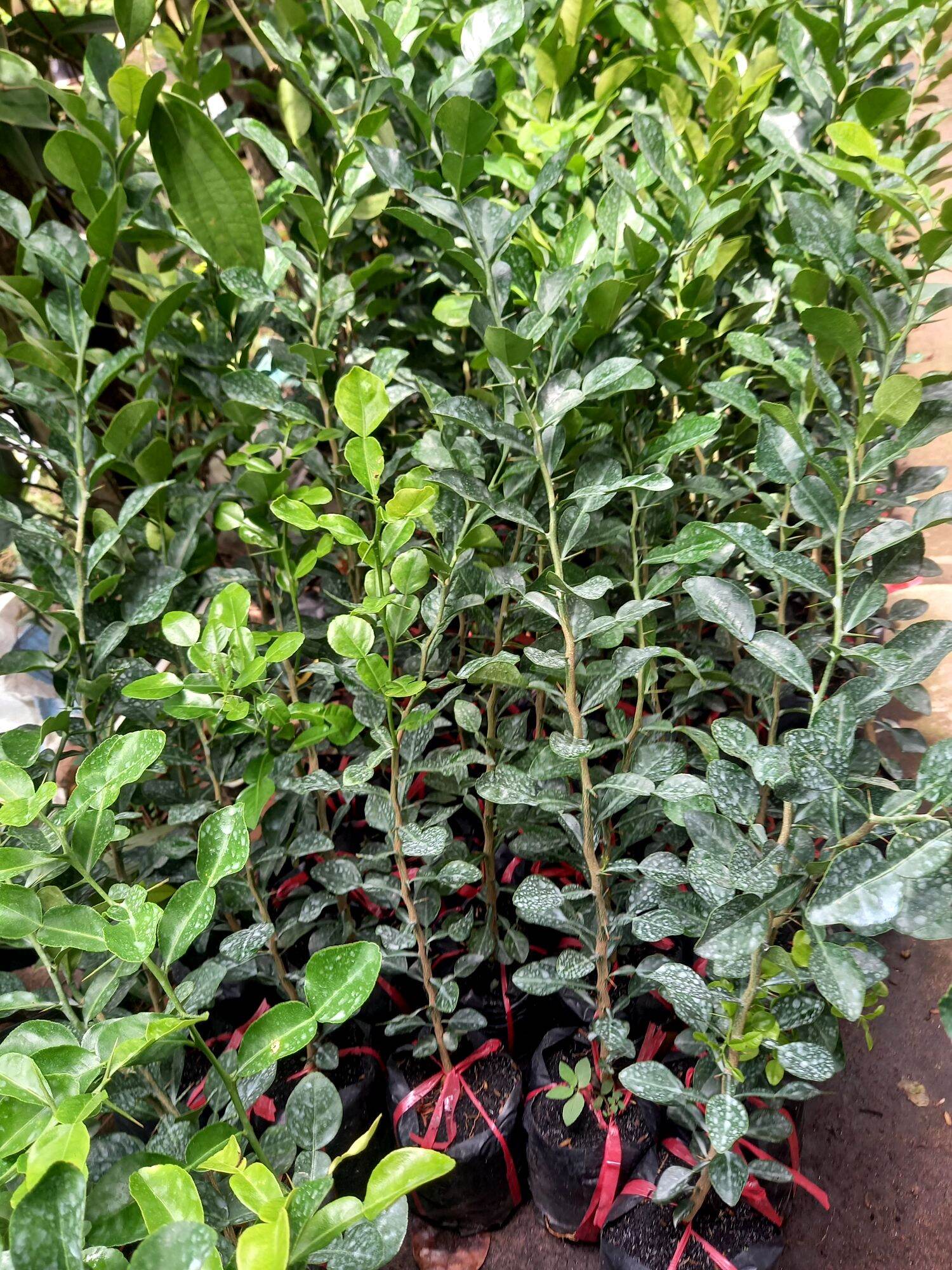 cây trúc ang giang
