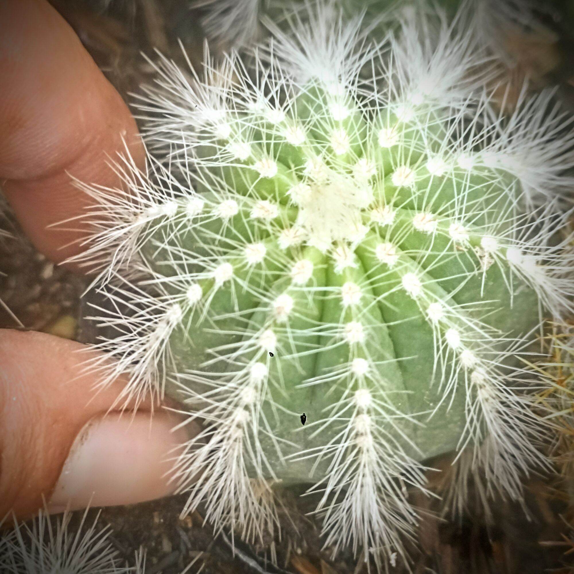 Xương Rồng Khế Trắng