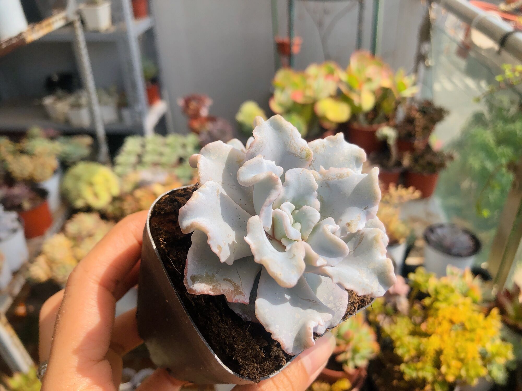 Sen đá beauty còn gọi Maliba trắng(7-8cm)
