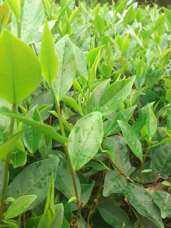 Trà nõn tôm thái nguyên túi 500g