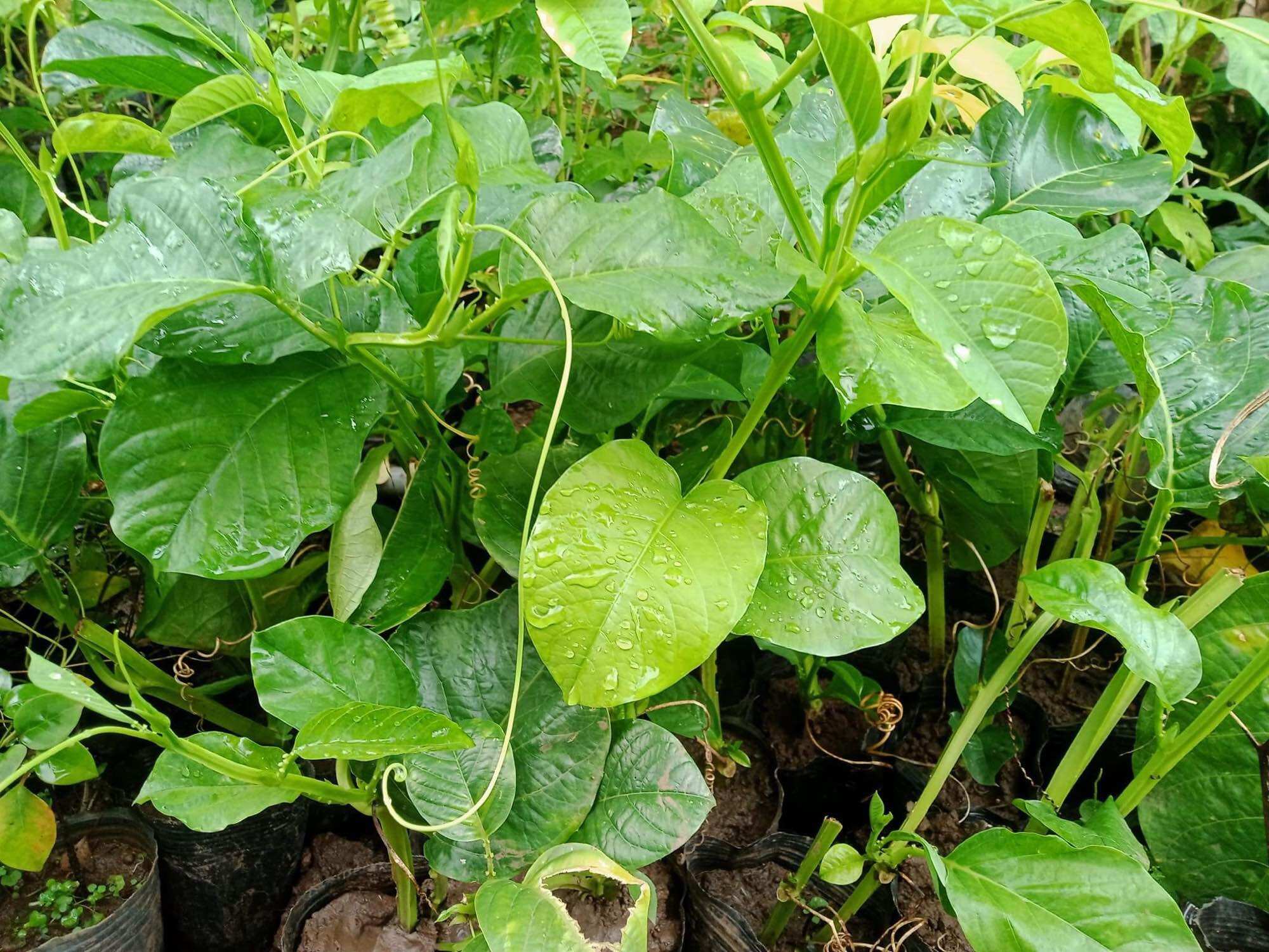 Cây giống đu đủ dây hay dưa Tây