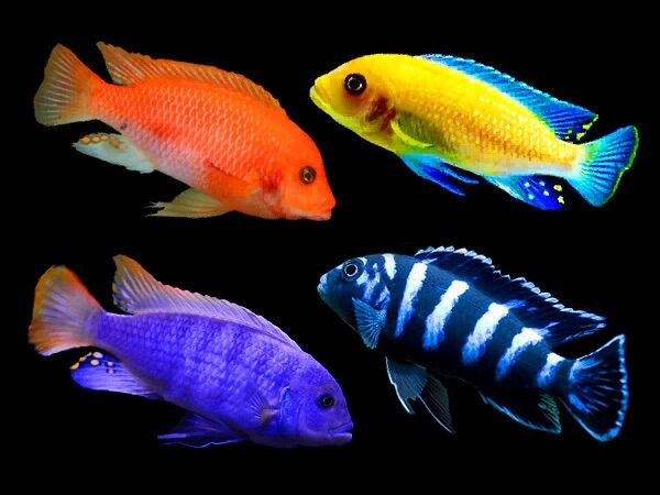[Mua 5 bù thêm 1] Cá ali nhiều màu, màu chọn ngẫu nhiên, cá khỏe mạnh dễ nuôi - Q3 - NH - 2