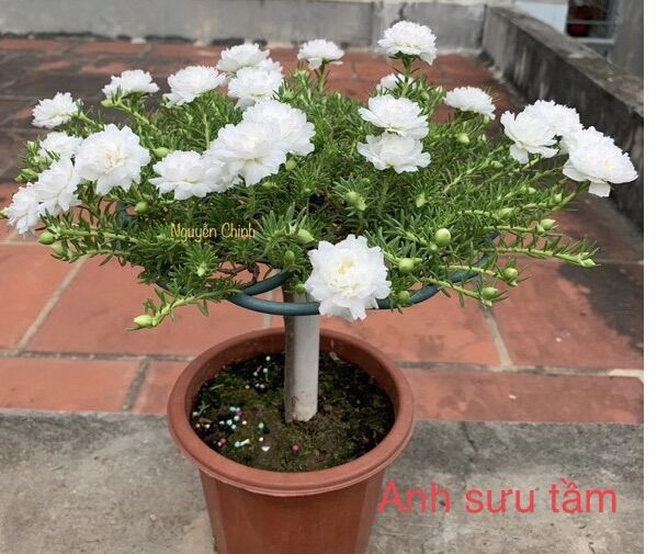 Khung giá đo hoa mười giờ. Kích thước 19/23/28cm