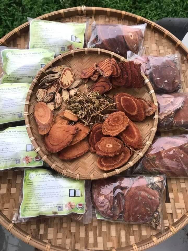 cỏ máu Tâm An