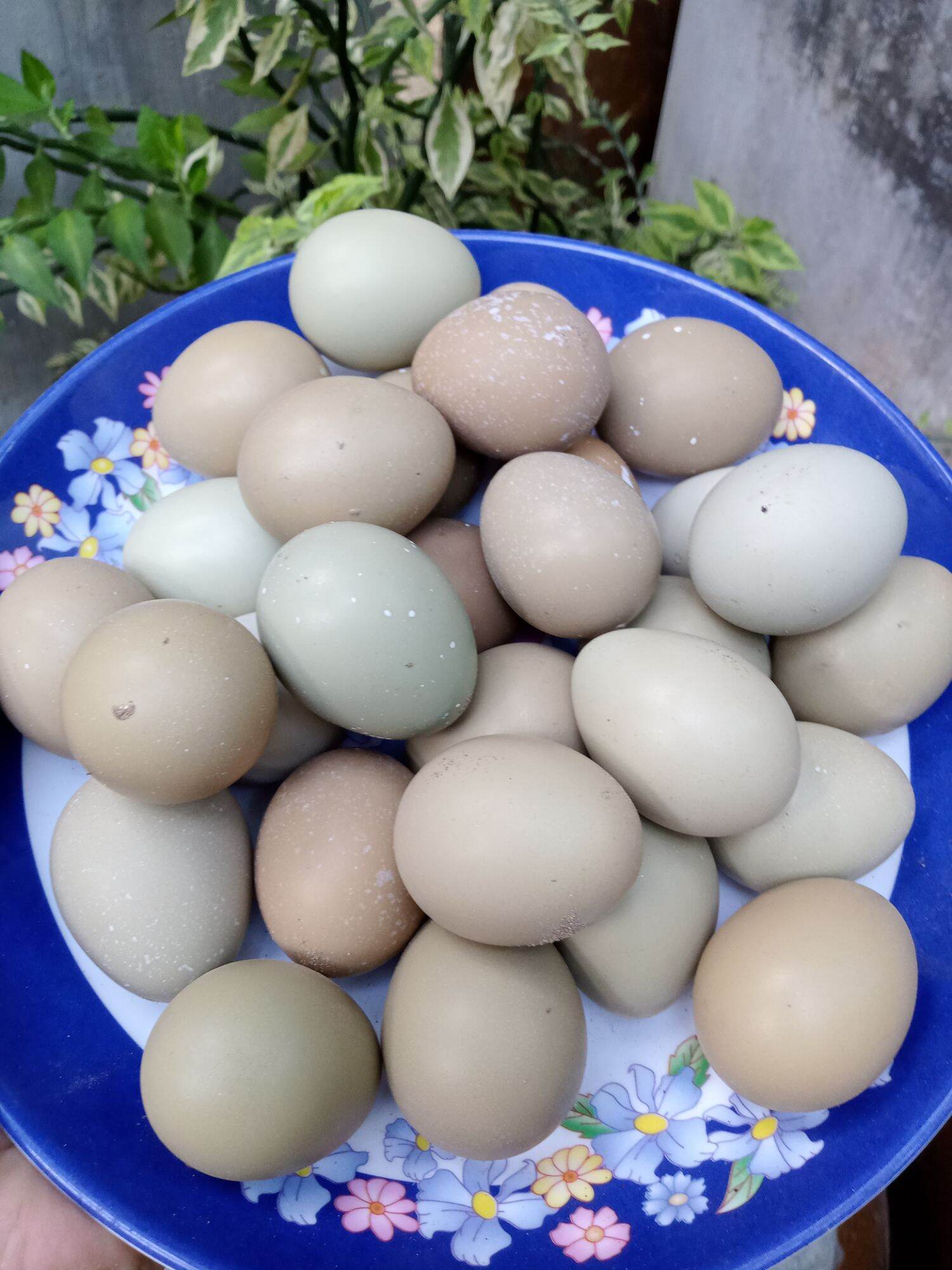 10 trứng chim trĩ lạc về ăn