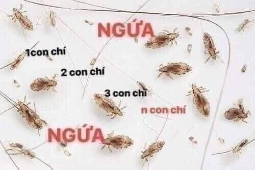 Ủ chấy gia truyền