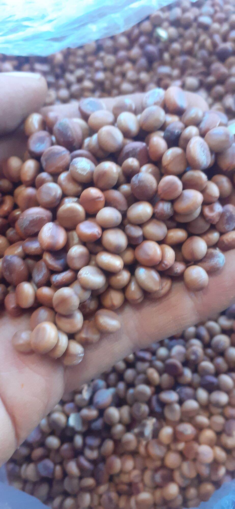 100 gram hạt giống muồng hoa đào