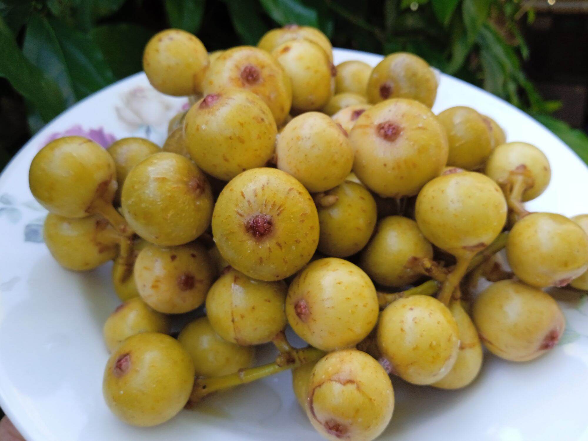 ( NGON KHÓ TẢ) Sung muối chua hữu cơ 500g