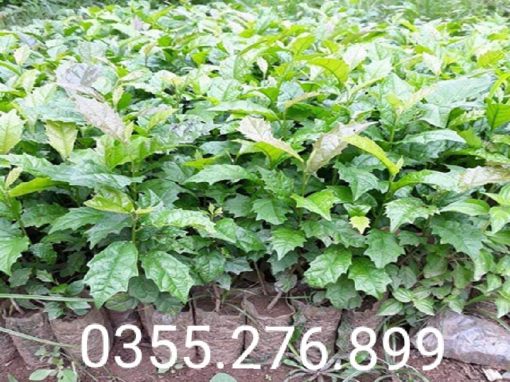 Combo 5 cây giống xạ đen chuẩn
