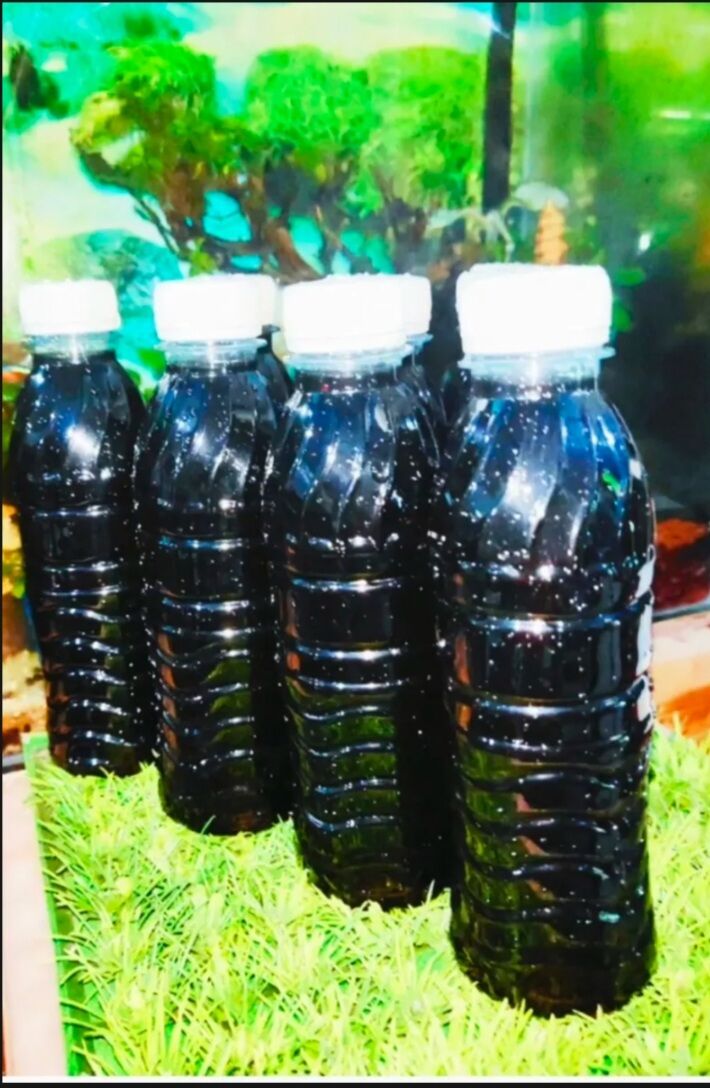Nước cốt lá bàng tốt cho cá cảnh