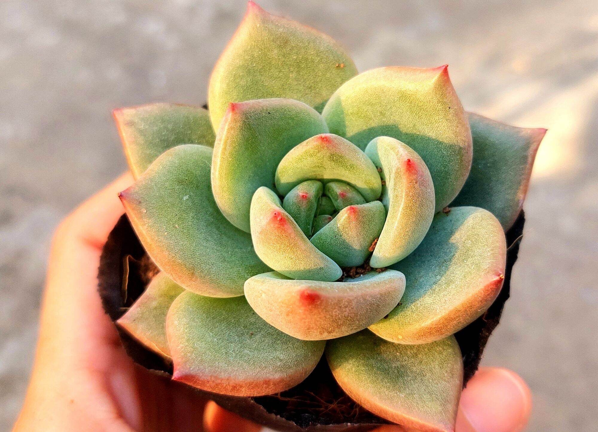 Sen đá pha lê đỏ size bầu