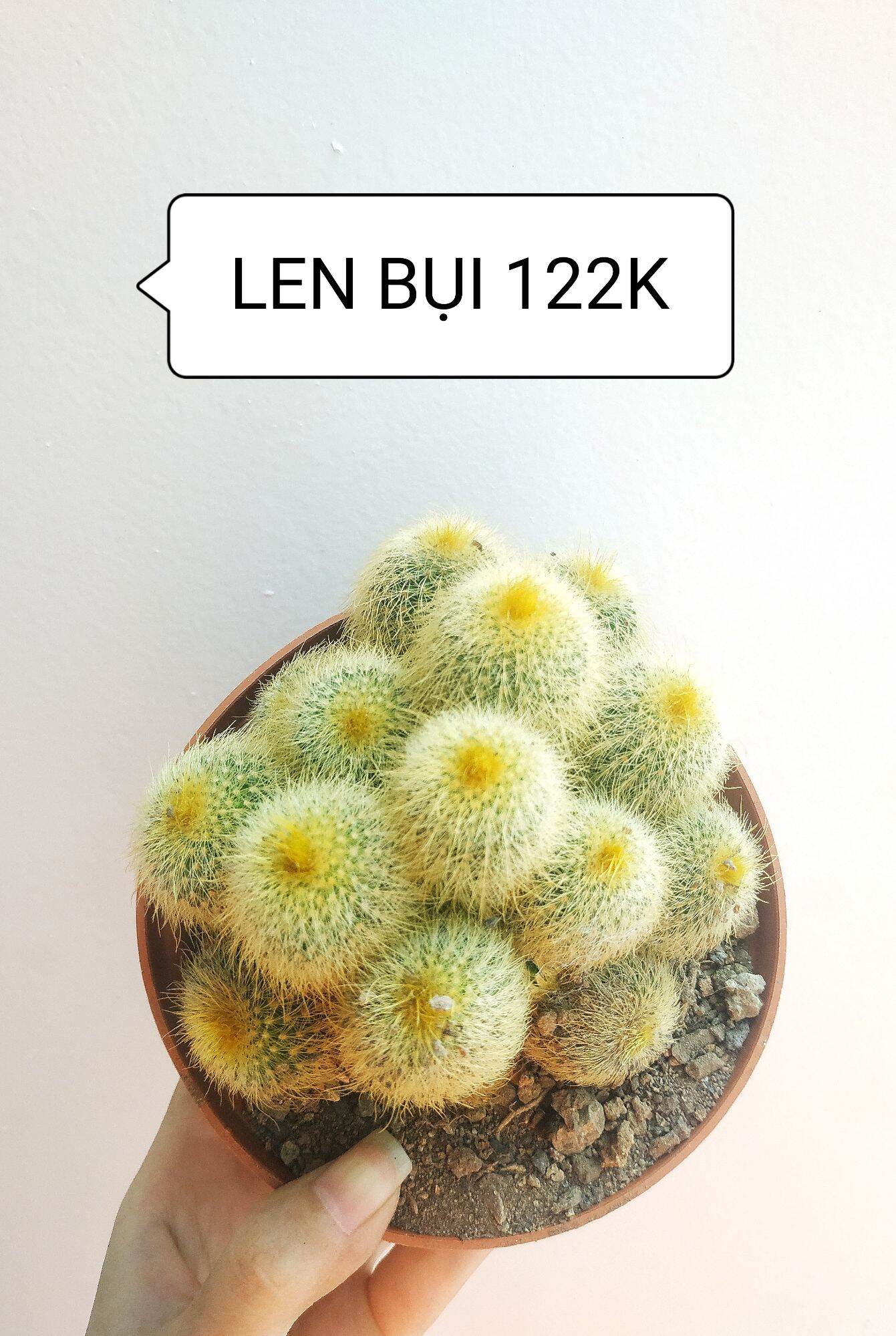 Xương rồng len vàng bụi