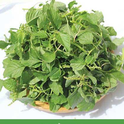 Hạt giống rau Cơm- dền dền tía - dền gai - Dền Ta - Dền Đất
