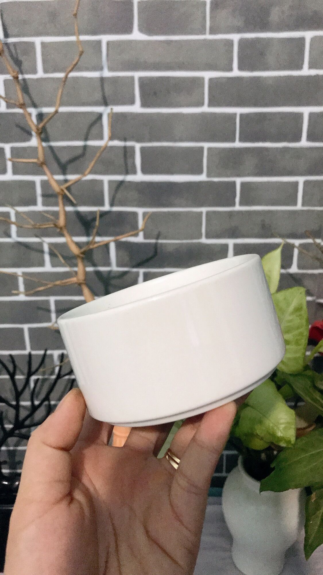 Bộ 2 chậu sứ trắng trồng cây