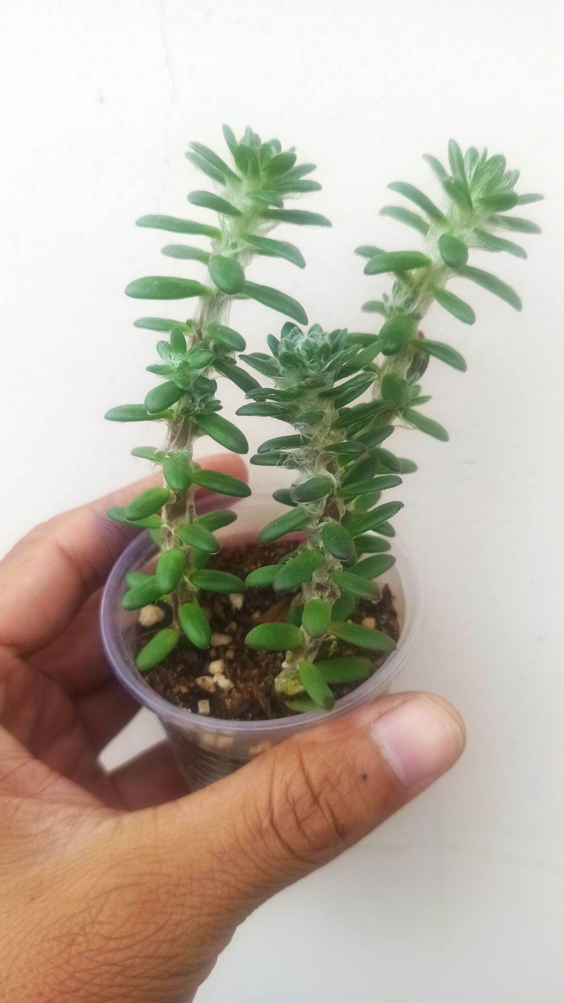 mười giờ Brazil (portulaca werdermannii)