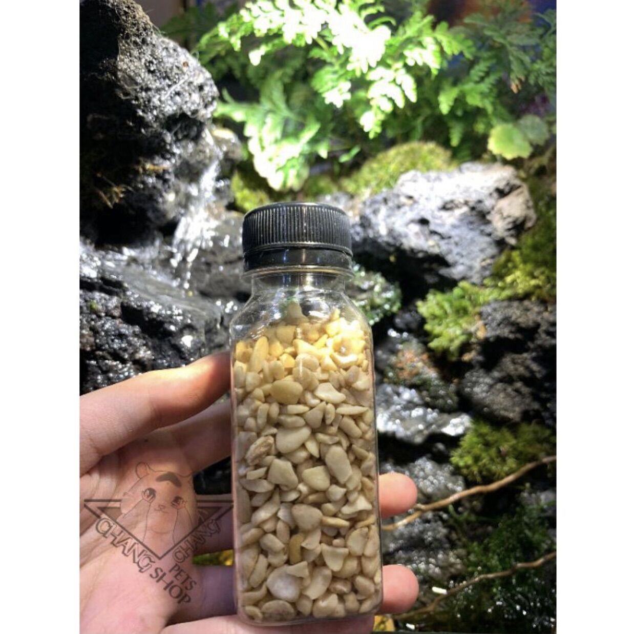 20g Hạt điều sữa dành cho hamster