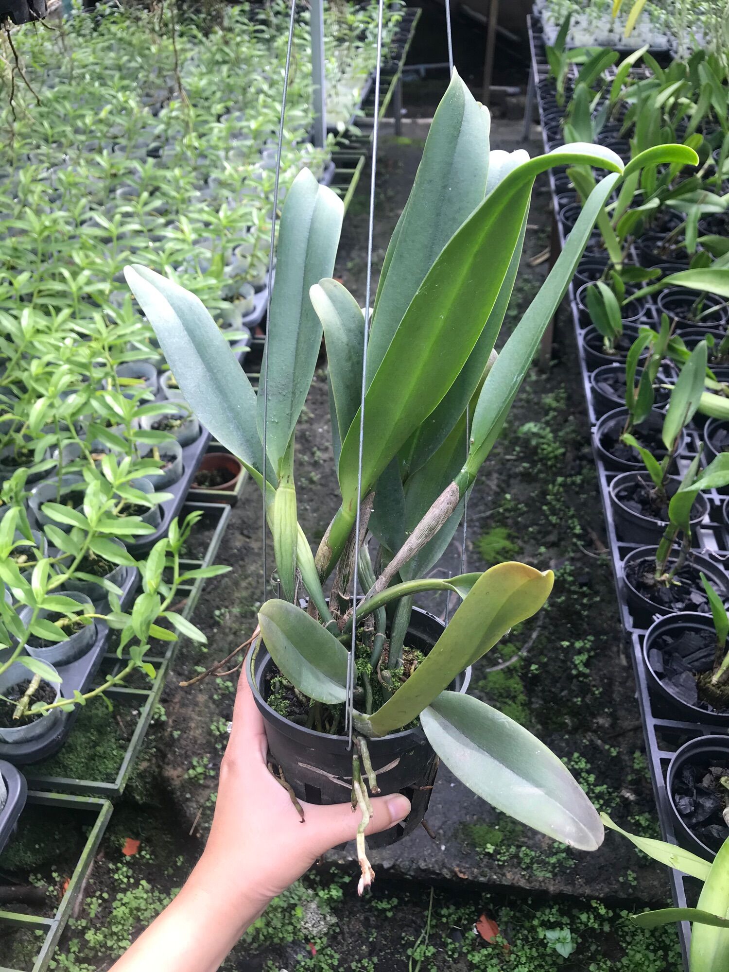 [HCM]Lan Cattleya Trưởng Thành Nhiều Màu