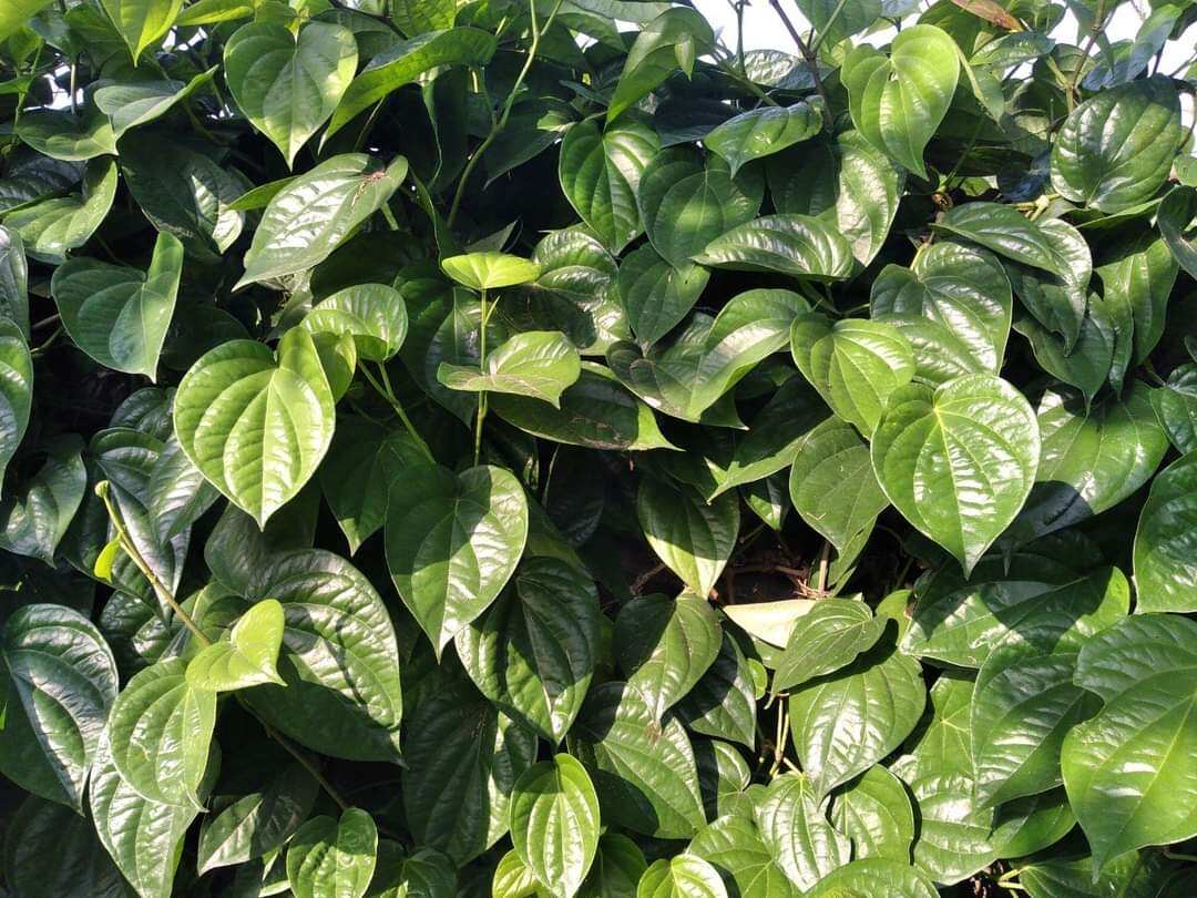 100g Lá Trầu Không khô, sạch sẽ
