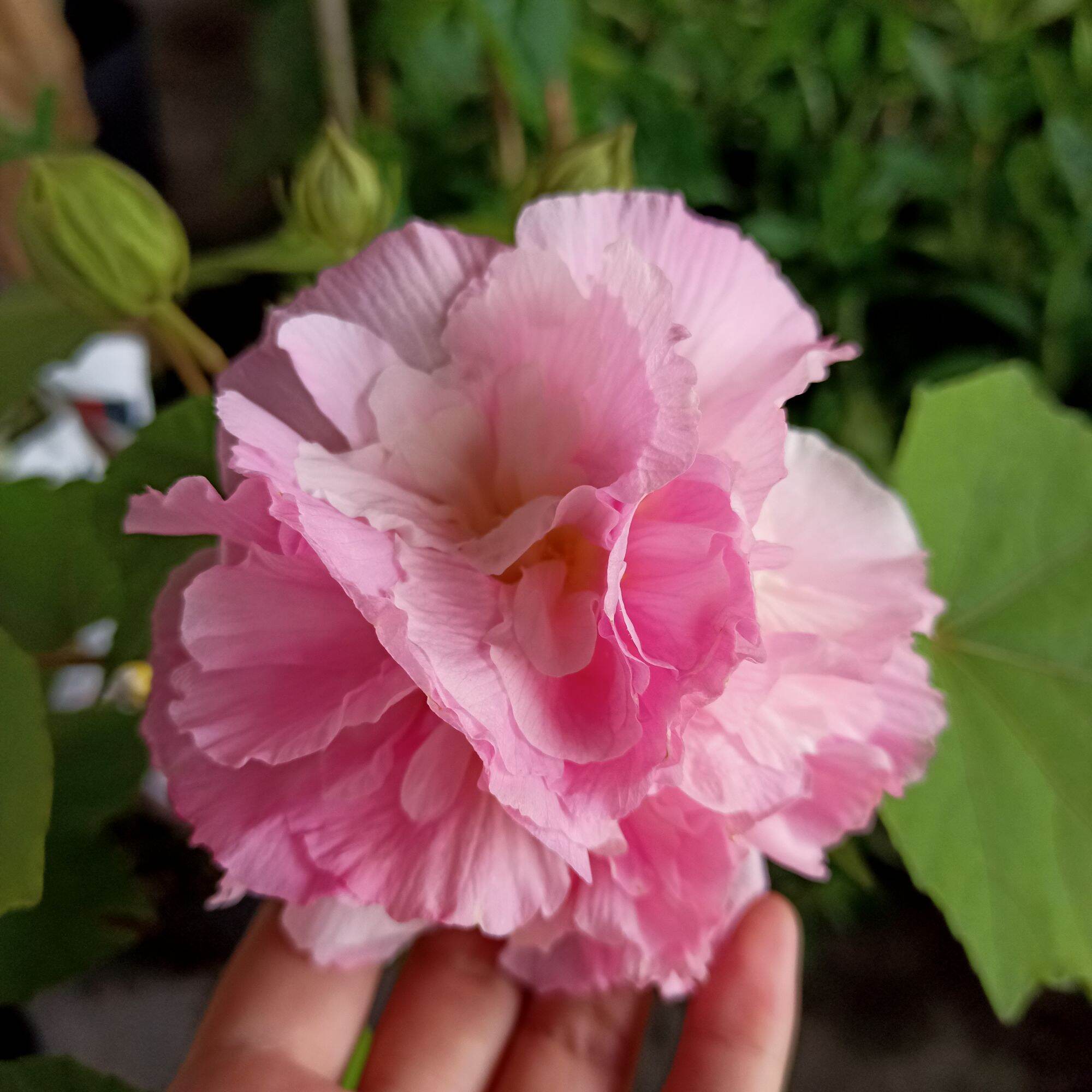 Cây hoa phù dung đổi màu từ sáng tới chiều