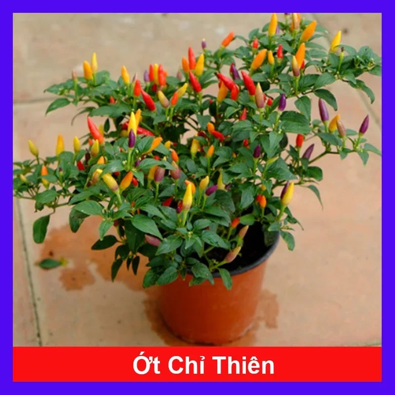 Chậu cây ớt chỉ thiên có sẵn trái, cây to nhiều trái xum xuê bao y hình