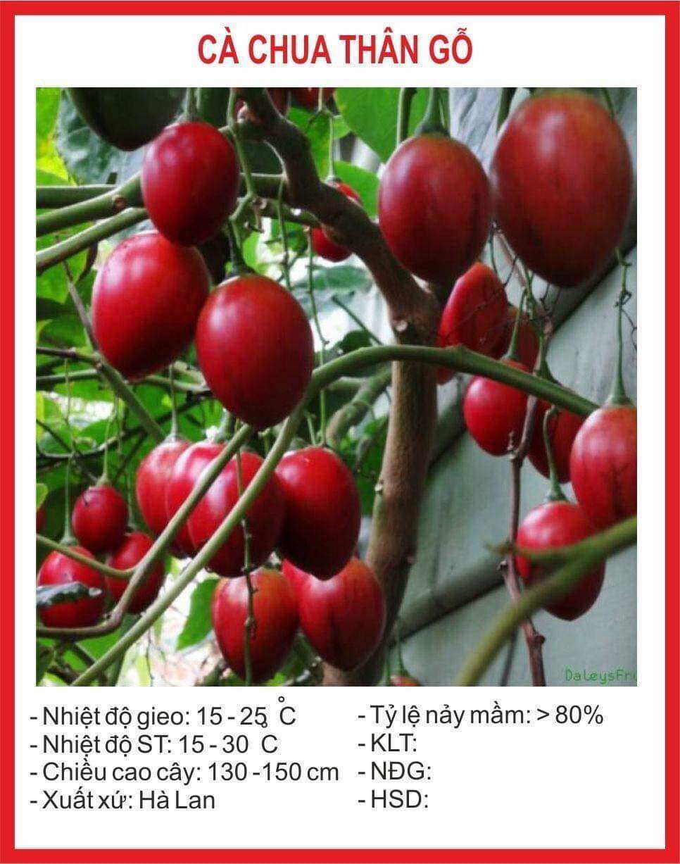 Hạt Giống Cà Chua Thân Gỗ 4 Hạt