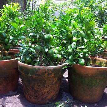 Cây giống chanh đào(1cay cao 30-40cm trồng chậu OK)