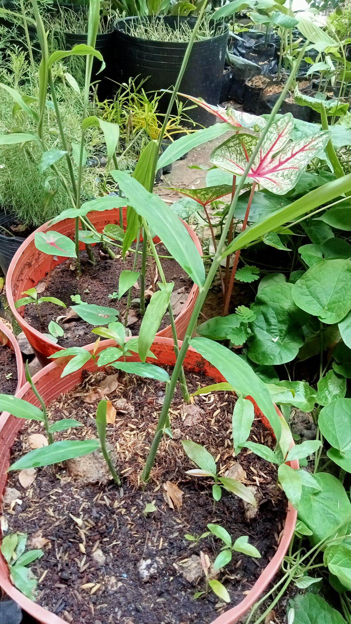 CÂY GỪNG GIỐNG TRỒNG TRONG BẦU ĐẤT.