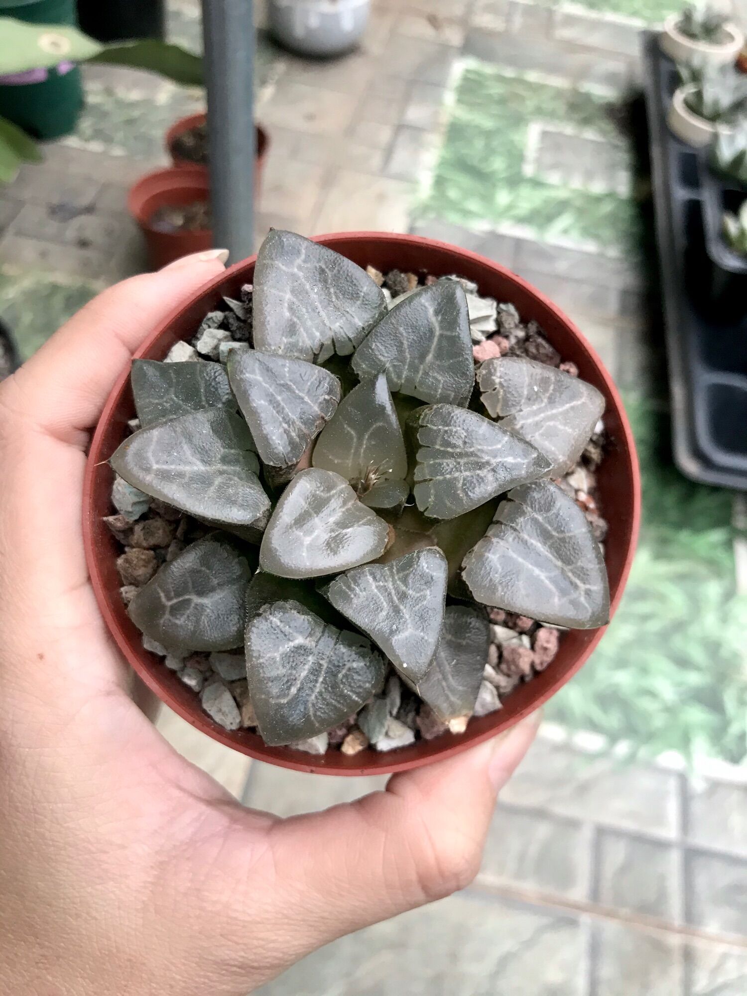 Sen đá kim cương Hawathia