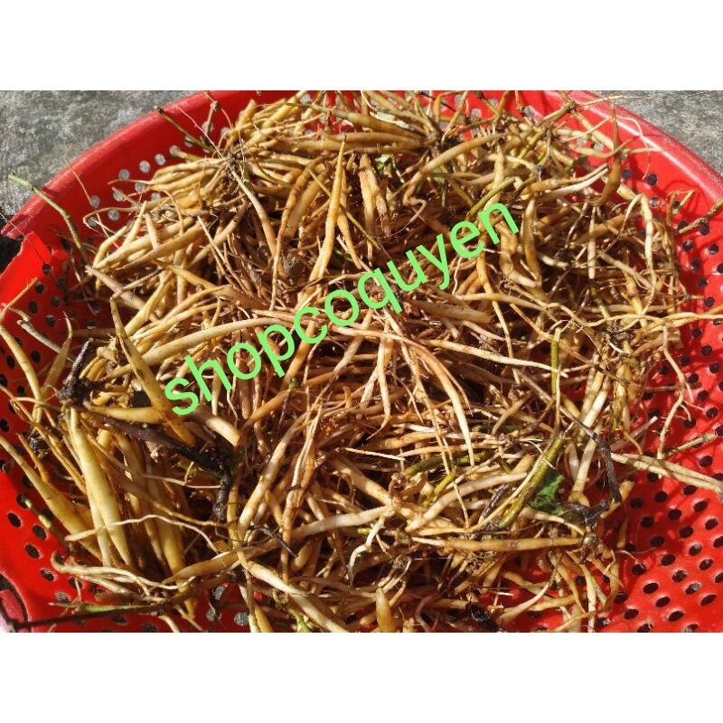 củ sâm đất trái nổ 01 ký tươi