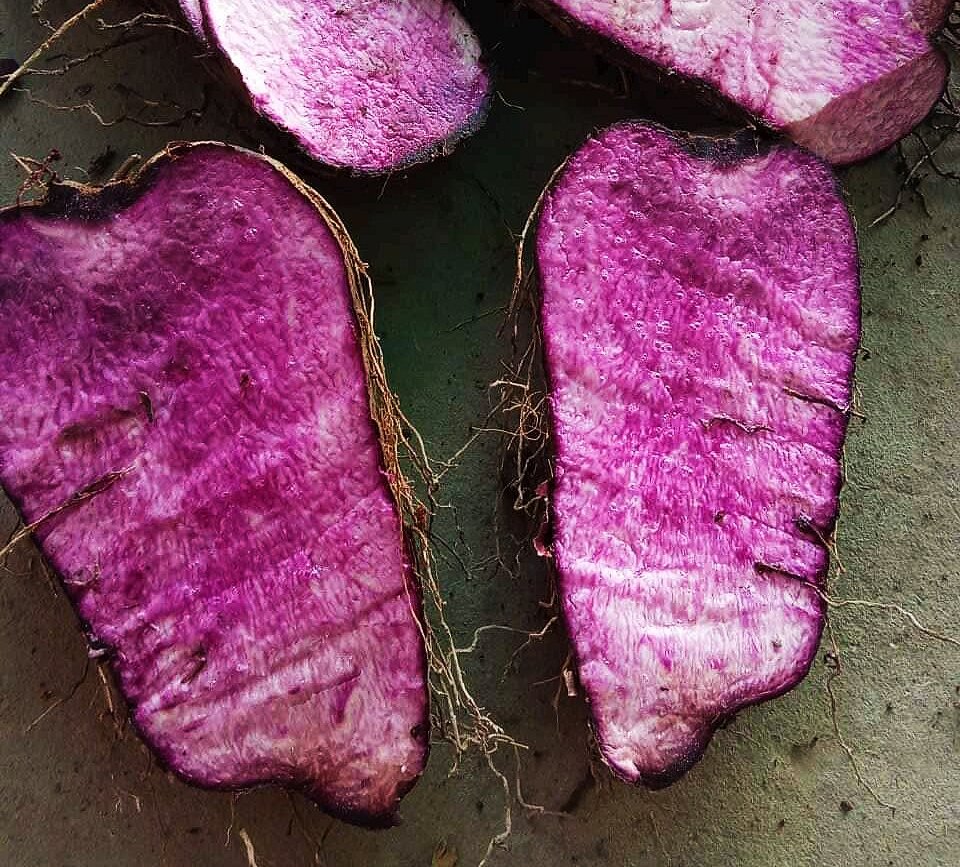 KHOAI MỠ tươi ú nu mới nhổ-1Kg