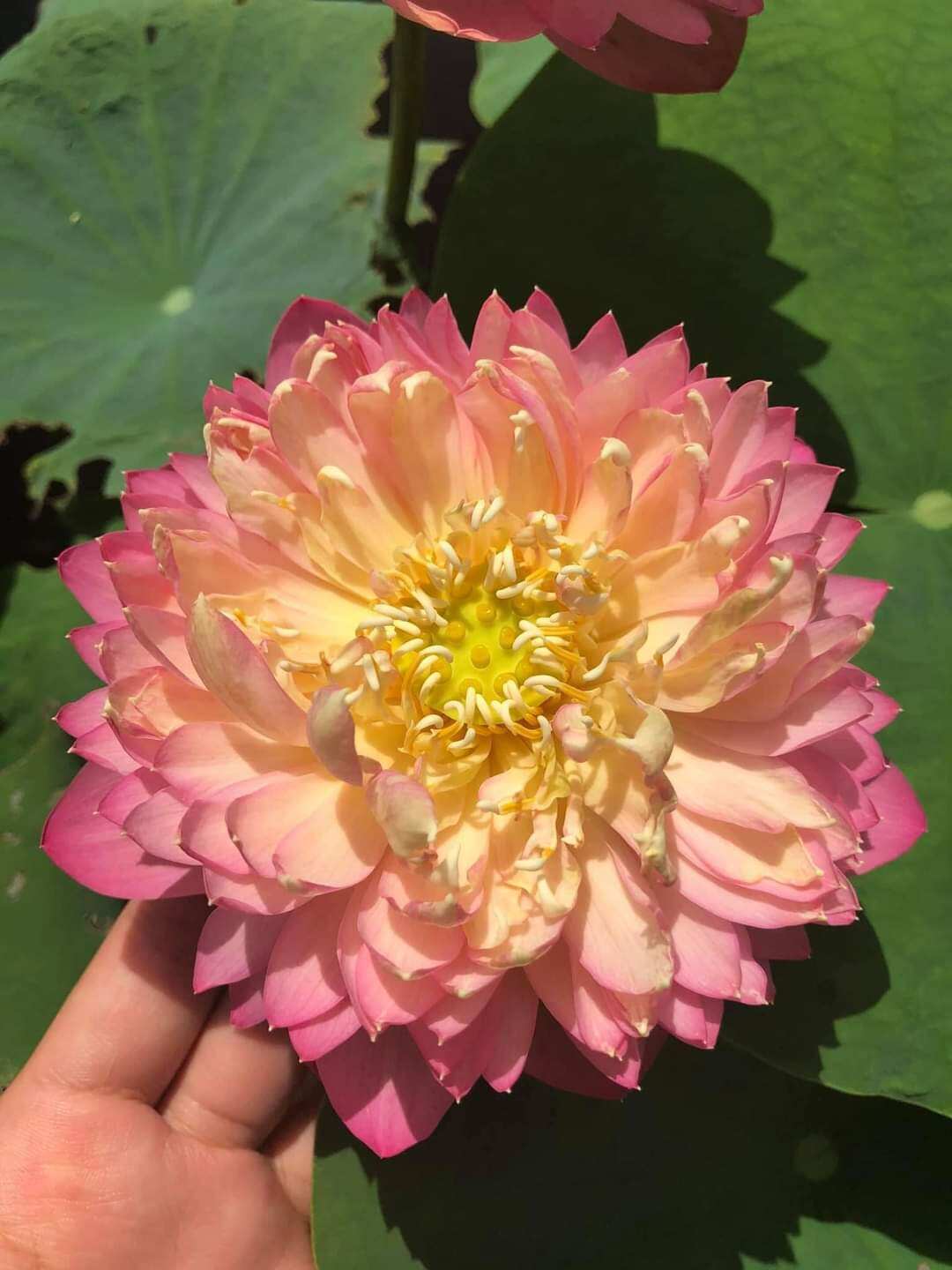 Củ giống sen cam nhật