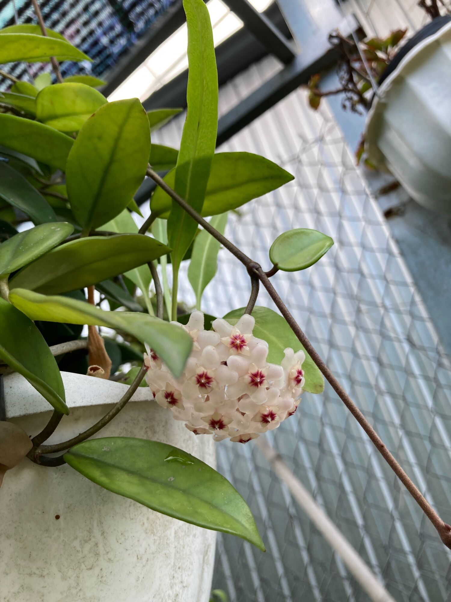 Cẩm cù