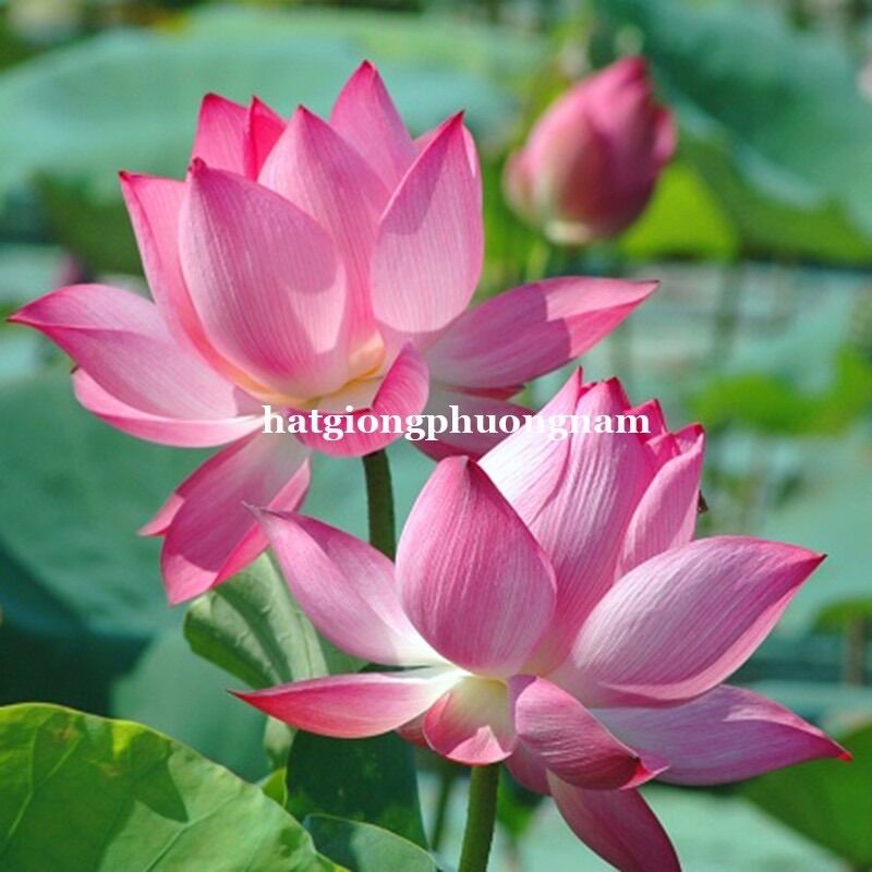 Hạt giống cây sen ta