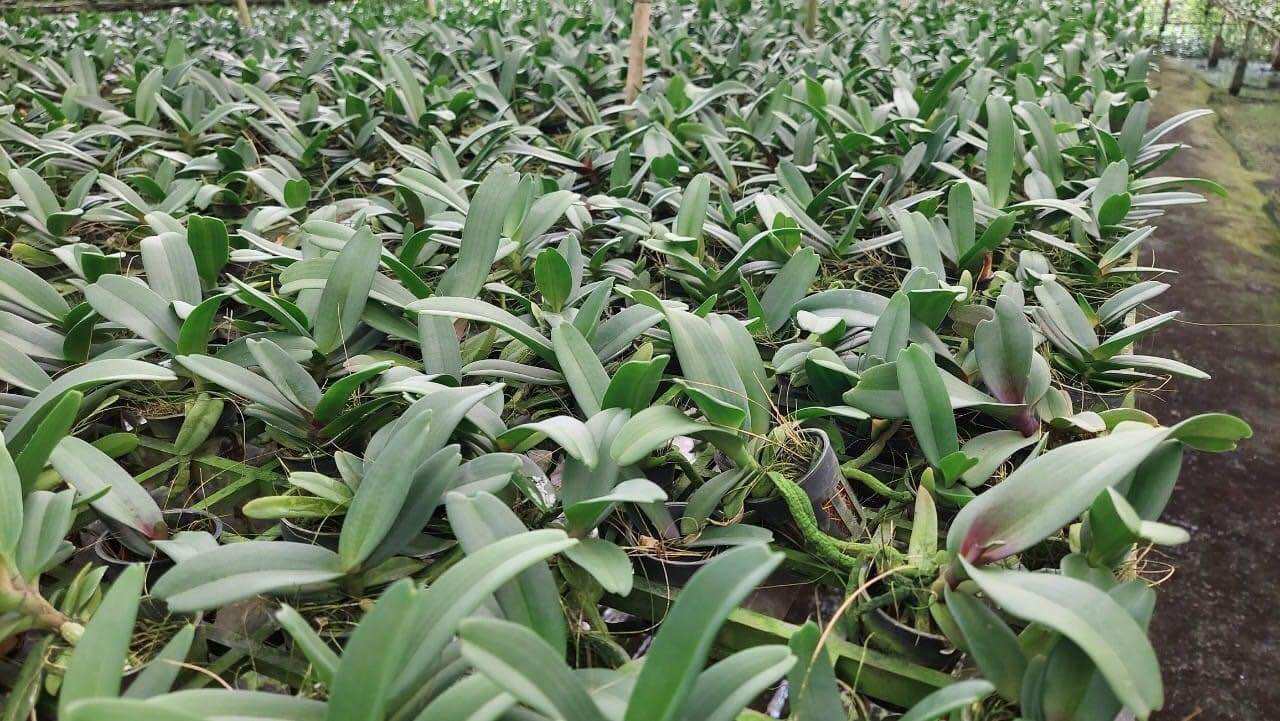 Lan Đai Châu Thái cây mô hoa lộn xộn