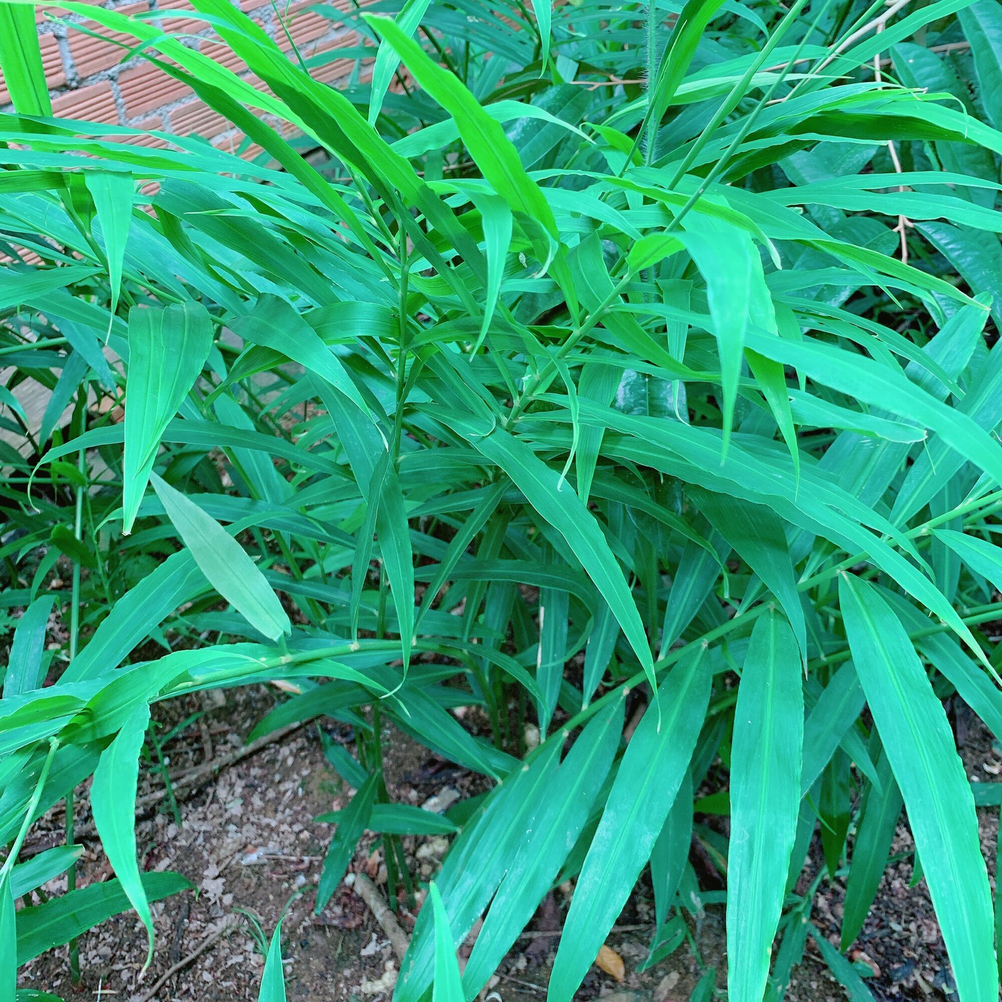 Gừng tươi nhà trồng 1kg