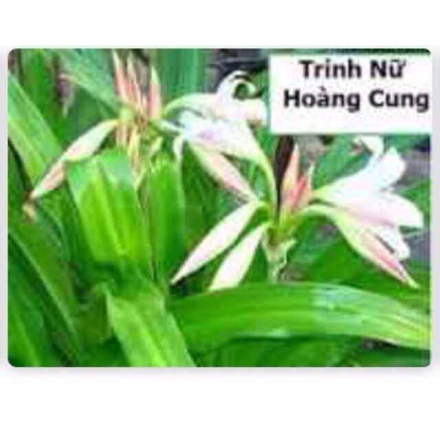 5 củ trinh nữ hoàng cung. hàng chuẩn. 0975449688