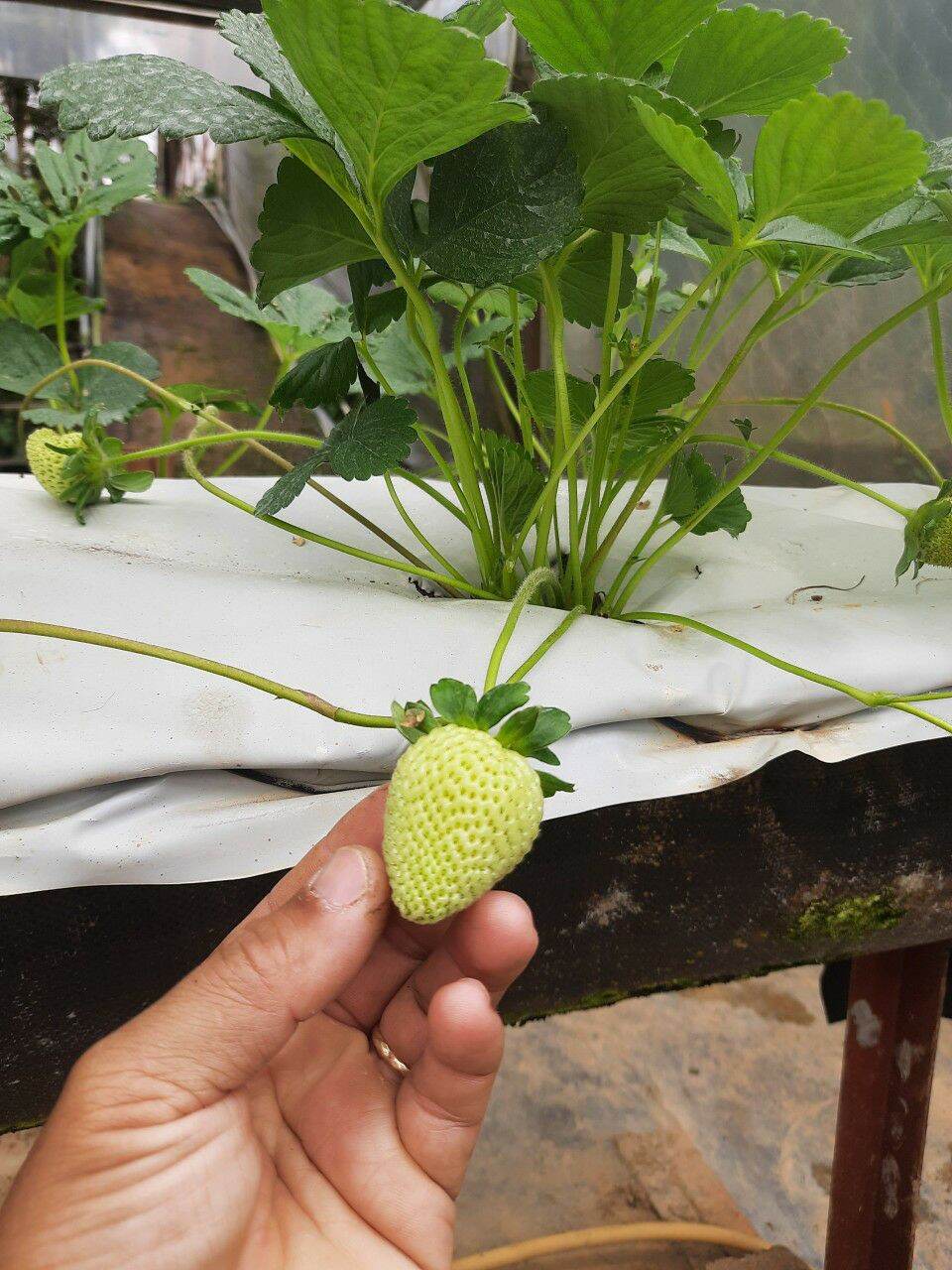 combo 10 cây dâu cấy mô úc