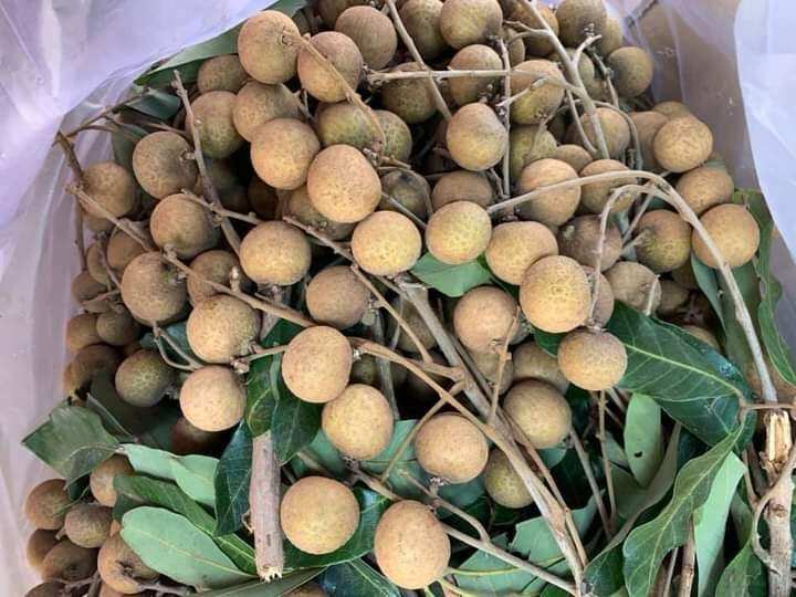 Nhãn Ido Đồng Tháp