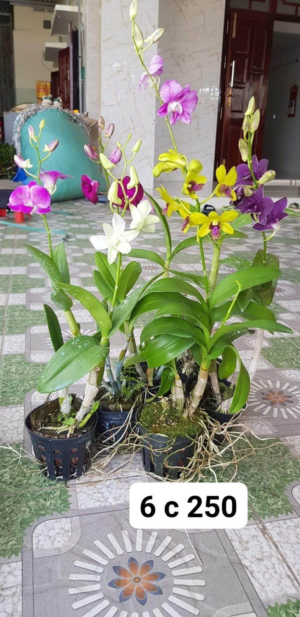 Lan dendro đang nụ và hoa . combo 6 chậu 6 màu