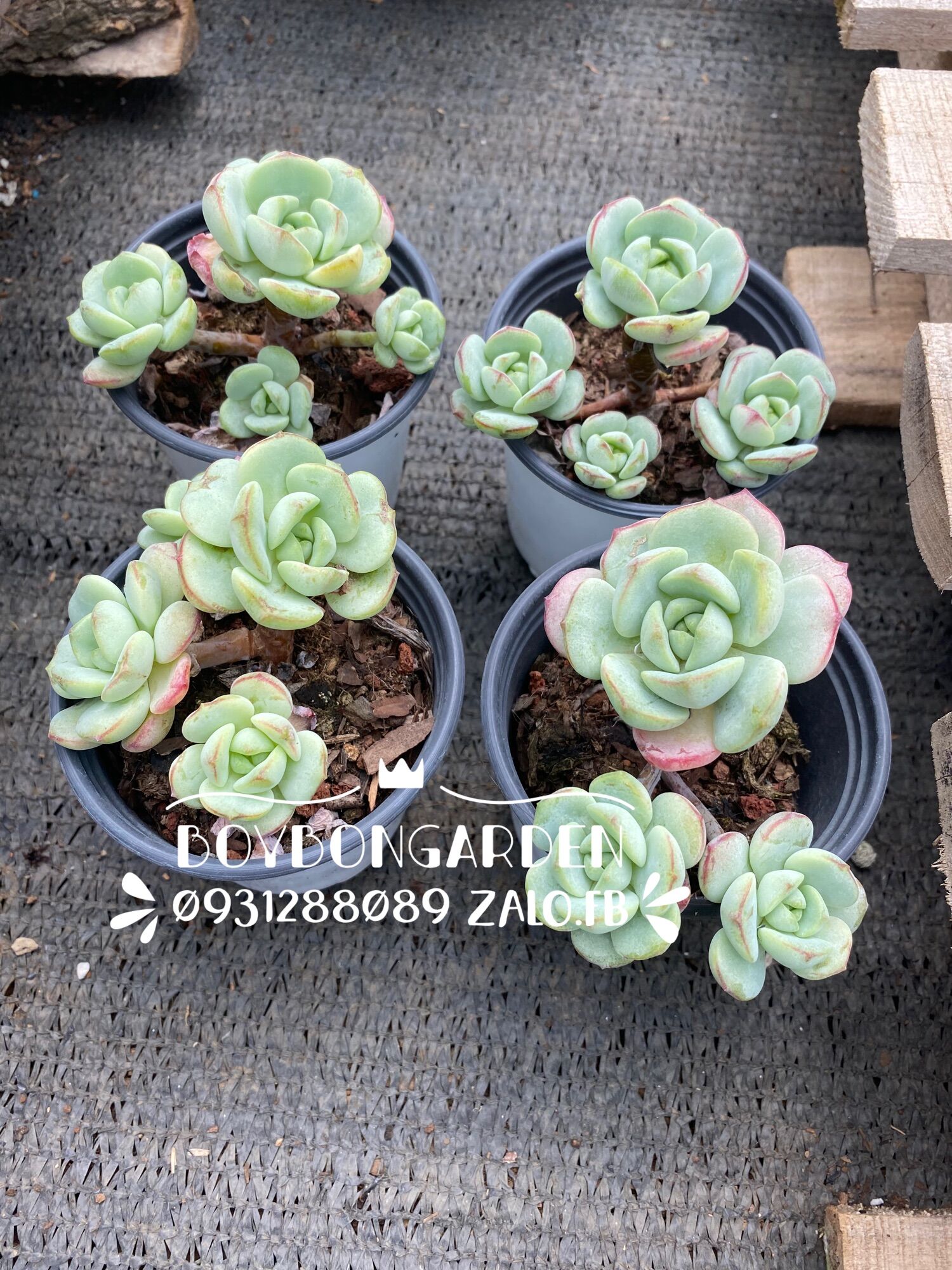 Cây sen đá hoa hồng xanh thụ