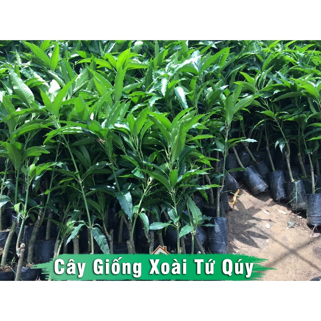 Cây giống xoài tứ quý