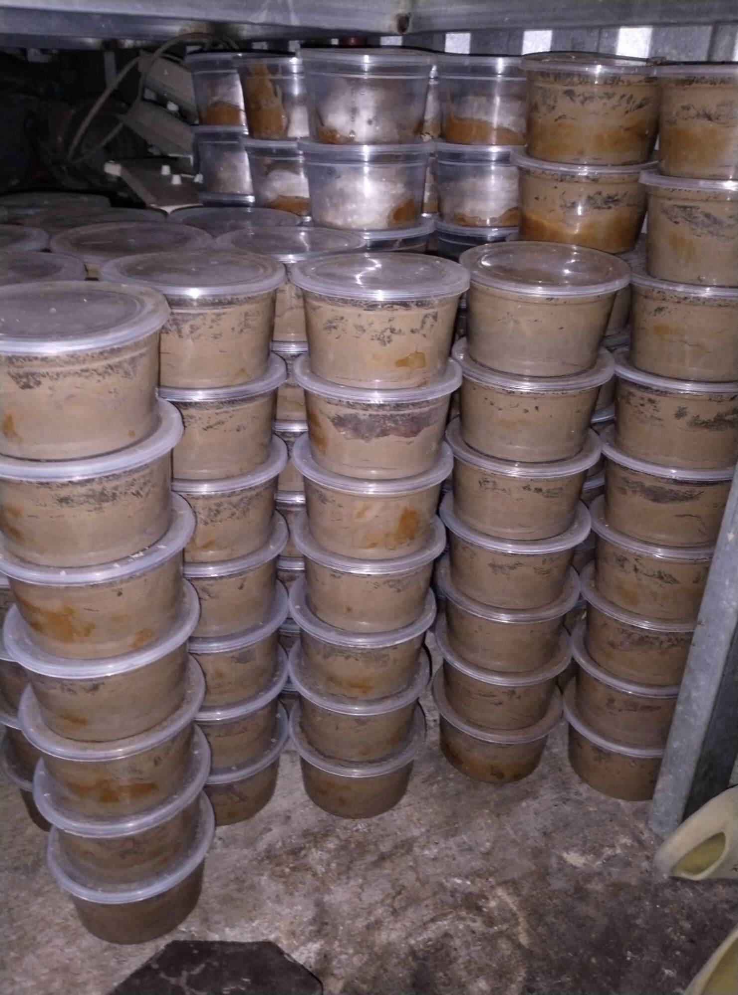 Hà Đỏ câu tôm- trùng biển câu tôm cành xanh