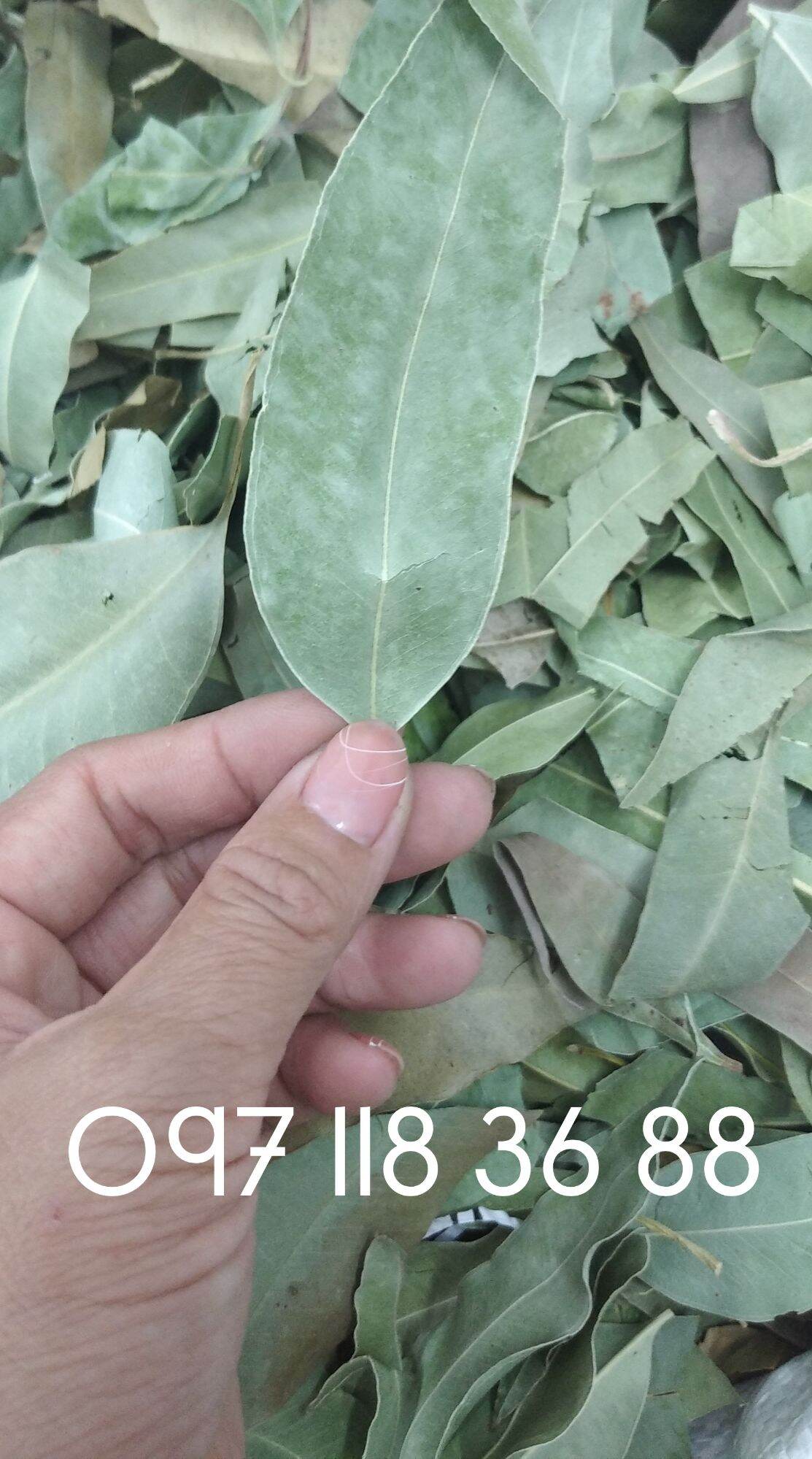 Lá Cây Bạch Đàn Khô ,lá bạch đàn khô 01KG lz1